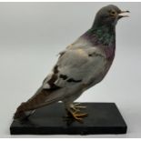 A TAXIDERMY ANATOMICAL STUDY OF A PIGEON, half taxidermy and the other half skeleton.