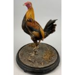 A TAXIDERMY FIGHTING COCK, with spurs mounted under a Victorian glass dome. 44cm x 23cm