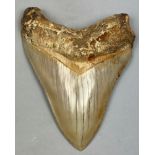 A MEGALODON TOOTH FROM BANDUNG WEST JAVA INDONESIA, Miocene 5-10million years old 14cm in length
