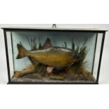 A TAXIDERMY FISH, mounted in a glass fronted case 50cm x 28cm