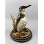 A TAXIDERMY GUILLEMOT, mounted under Victorian glass dome, 35cm x 28cm