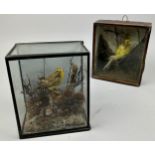 TWO SMALL CASED TAXIDERMY BIRDS (2)
