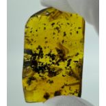 A LARGE AMBER SPECIMEN CHIAPAS MEXCIO CIRCA 23-28MILLION YEARS OLD, early Miocene. Weight: 8.55gms