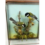 A PAIR OF TAXIDERMY BIRDS IN GLASS CASE