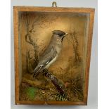 A TAXIDERMY BOHEMIAN CHATTERER, in square glass sided case with painted scenery dated with label