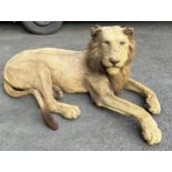 A LARGE TAXIDERMY AFRICAN LION FULL MOUNT CIRCA 1900, possibly by Rowland Ward