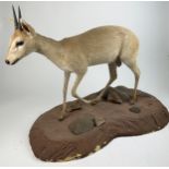 A TAXIDERMY RED-DUIKER (CEPHALOPHUS NATALENSIS), mounted on a base 105cm x 75cm