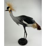 A TAXIDERMY GREY-CROWNED CRANE (BALEARICA REGULORUM), mounted on a circular ebonised base. 92cm x