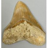 A MEGALODON TOOTH FROM BANDUNG WEST JAVA INDONESIA, With very good serrations. Miocene 5-10million