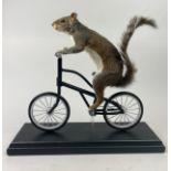 A TAXIDERMY SQUIRREL ON A BICYCLE (SCIURUS CAROLINENSIS), film prop, created for and featured in a