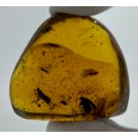 A LARGE AMBER SPECIMEN WITH A BEETLE AND PLANTHOPPER, From Chiapas, Mexico, circa 23-28 million