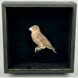 A TAXIDERMY FINCH MOUNTED ON PERCH IN A BLACK CASE,