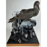 A TAXIDERMY JUVENILE BLACK GANNET (MORUS BASSANUS), mounted on a naturalistic rock with faux