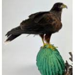 A TAXIDERMY HARRIS HAWK (PARABUTEO UNICINCTUS,