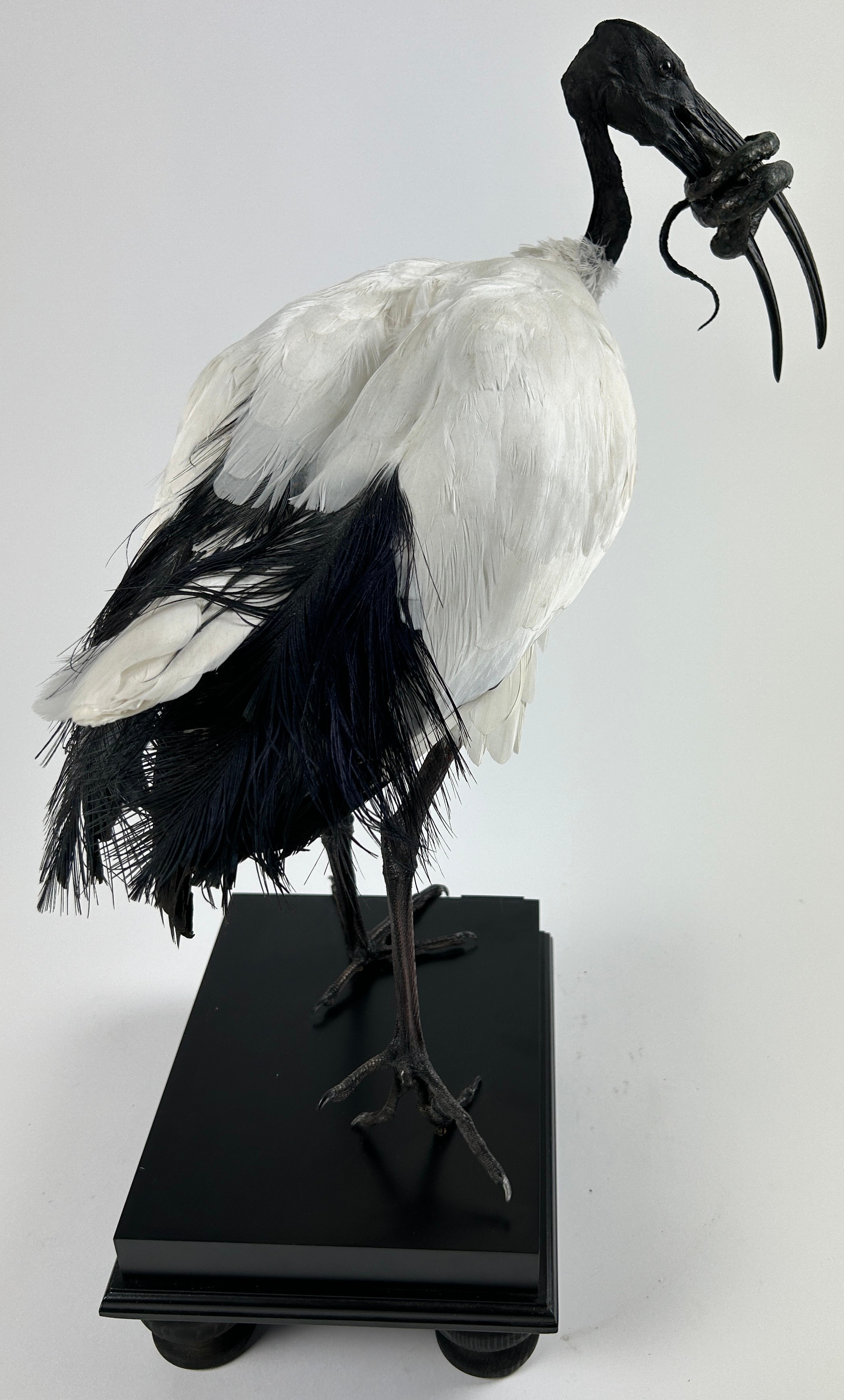 A TAXIDERMY SACRED IBIS (THRESKIORNIS AETHIOPICUS), mounted on stand with a grass snake in its beak. - Image 2 of 6