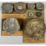 A COLLECTION OF FOSSIL ICHTHYOSAUR VERTEBRA, with old collection labels for Dr. Stubbs.