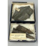 A SET OF TWO FOSSILISED CUTTLEFISH SHELLS (BELEMNITE), presented by H.R. Hall Esq from the Coralline