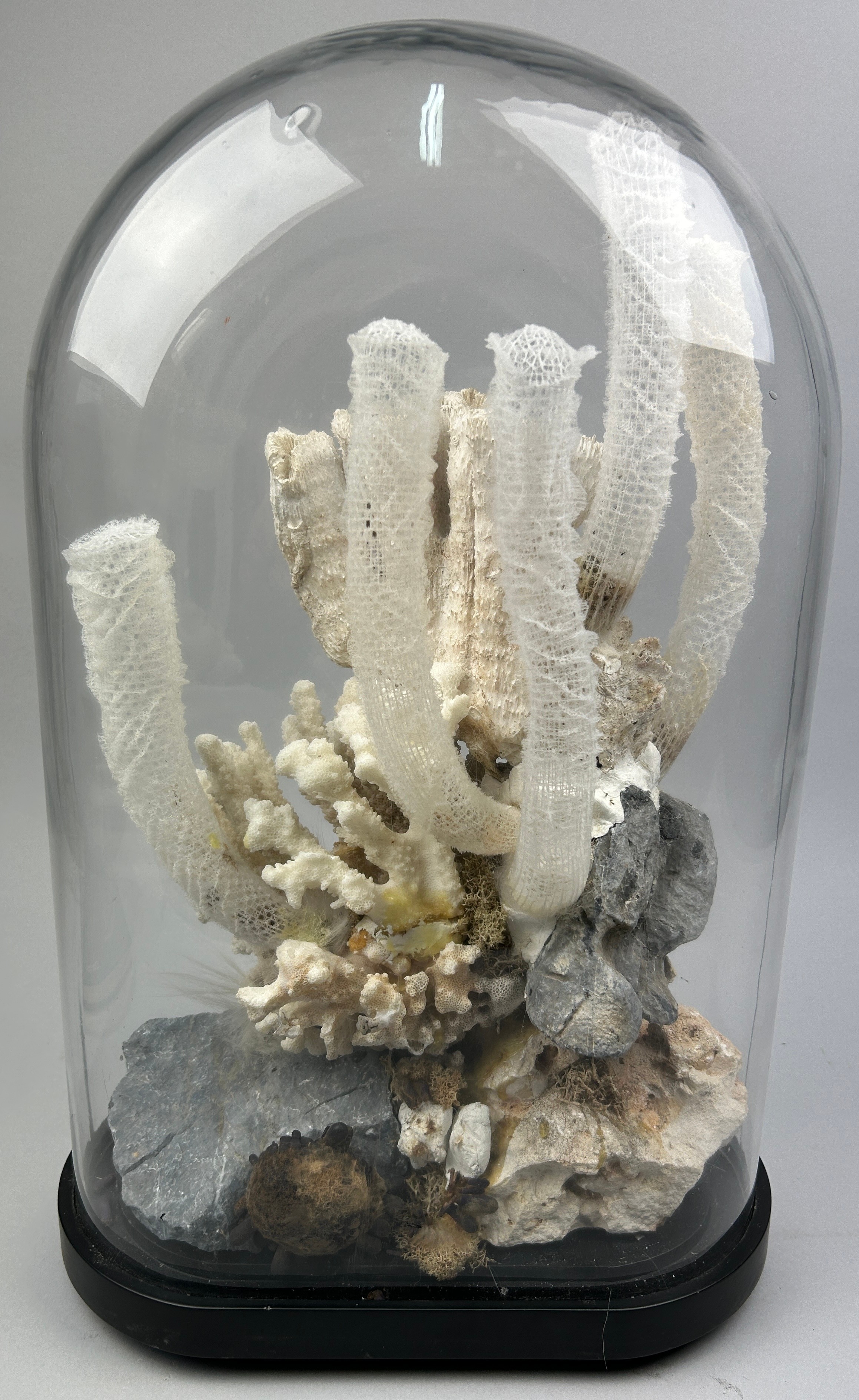 A DIORAMA DISPLAY OF UNDERWATER CORALS, to include a venus flower basket