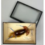 IN THE MANNER OF LEOPOLD AND RUDOLF BLASCHKA (1822-1895) and (1857–1939), A shell and wax model of