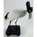 A TAXIDERMY SACRED IBIS (THRESKIORNIS AETHIOPICUS), mounted on stand with a grass snake in its beak.
