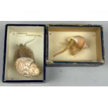 IN THE MANNER OF LEOPOLD AND RUDOLF BLASCHKA (1822-1895) and (1857–1939) Two shell and wax models.