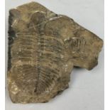 A FOSSILISED TRILOBITE (OGYGIA BUCHII), from the LLandeilo flags, carmarthenhshire Collected by
