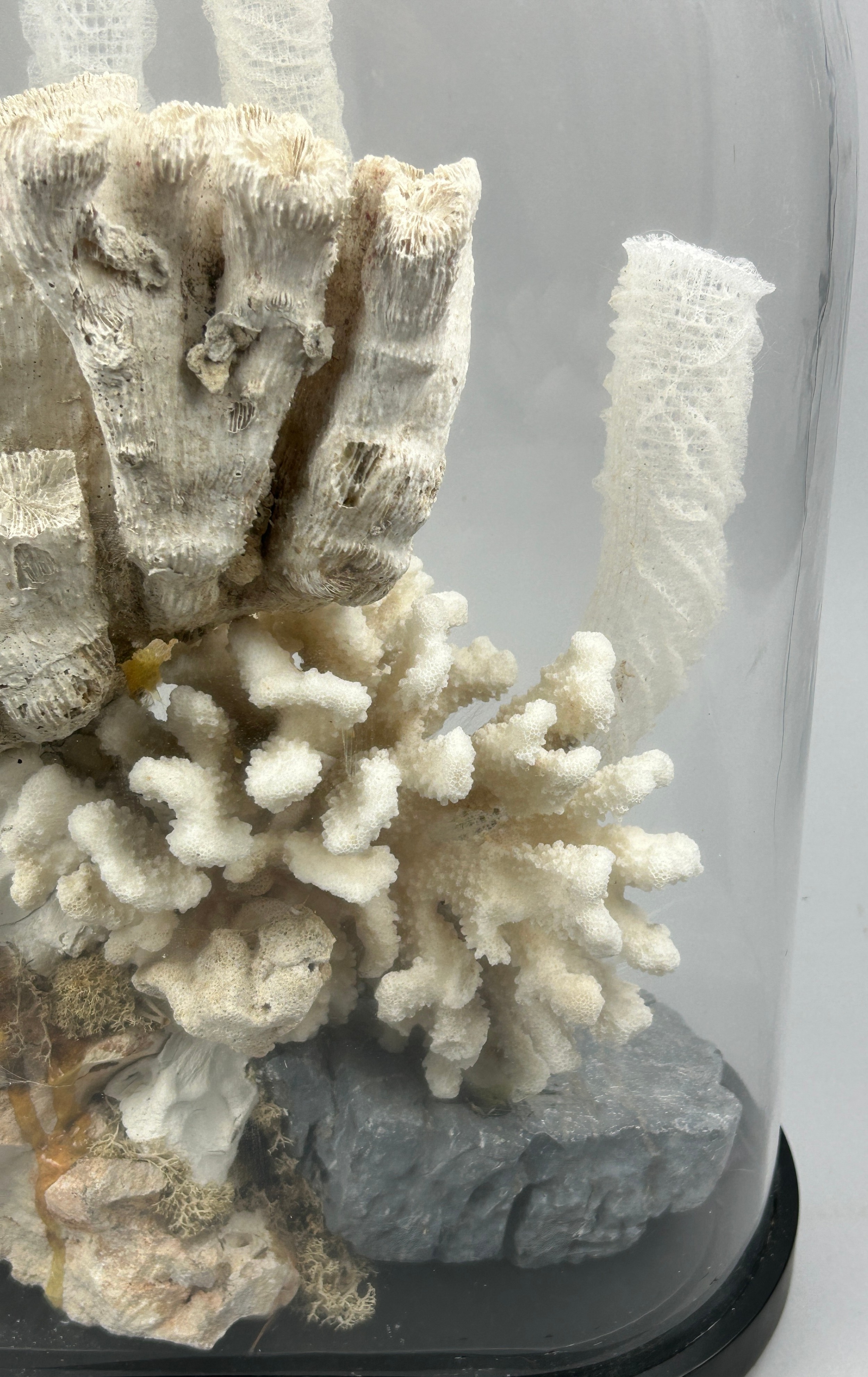 A DIORAMA DISPLAY OF UNDERWATER CORALS, to include a venus flower basket - Image 3 of 3