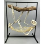 AN ARTICULATED SKELETON OF A HOFFMAN'S TWO-TOED SLOTH (CHOLOEPUS HOFFMANI), hanging from a branch