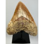 A MEGALODON TOOTH FROM BANDUNG WEST JAVA INDONESIA, With very good serrations, mounted on a stand