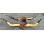 A SET OF TWO COW HORNS