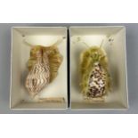 IN THE MANNER OF LEOPOLD AND RUDOLF BLASCHKA (1822-1895) and (1857–1939) Two shell and wax models.