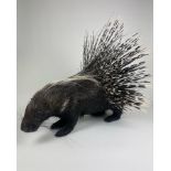 A LARGE TAXIDERMY PORCUPINE (HYSTRIX AFRICAEAUSTRALIS), full mount with an impressive display of