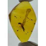 AN EXCEPTIONALLY RARE AMBER SPECIMEN WITH A LARGE INSECT AND GAS BUBBLE POSSIBLY CAUSED UPON