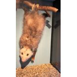 A TAXIDERMY OPOSSUM (DIDELPHIDAE), hanging upside down from a branch, within a glass case.