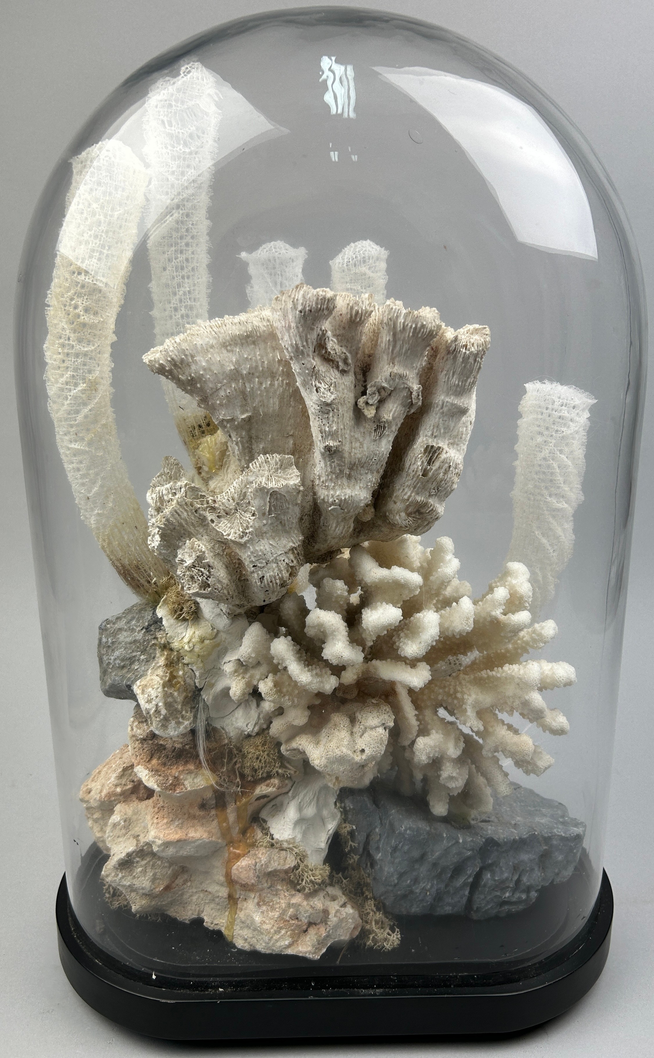 A DIORAMA DISPLAY OF UNDERWATER CORALS, to include a venus flower basket - Image 2 of 3