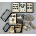 A COLLECTION OF FOSSILS WITH OLD COLLECTION LABELS, to include Pentacrinus Briareus, Rynchonella and