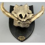 AN ANTIQUE WARTHOG SKULL ON SHIELD, shot by C.Fry in Portuguese East Africa in 1937.