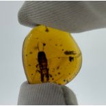 AN AMBER SPECIMEN INCLUDING A LARGE EARWIG From Chiapas, Mexico, circa 23-28 million years old.