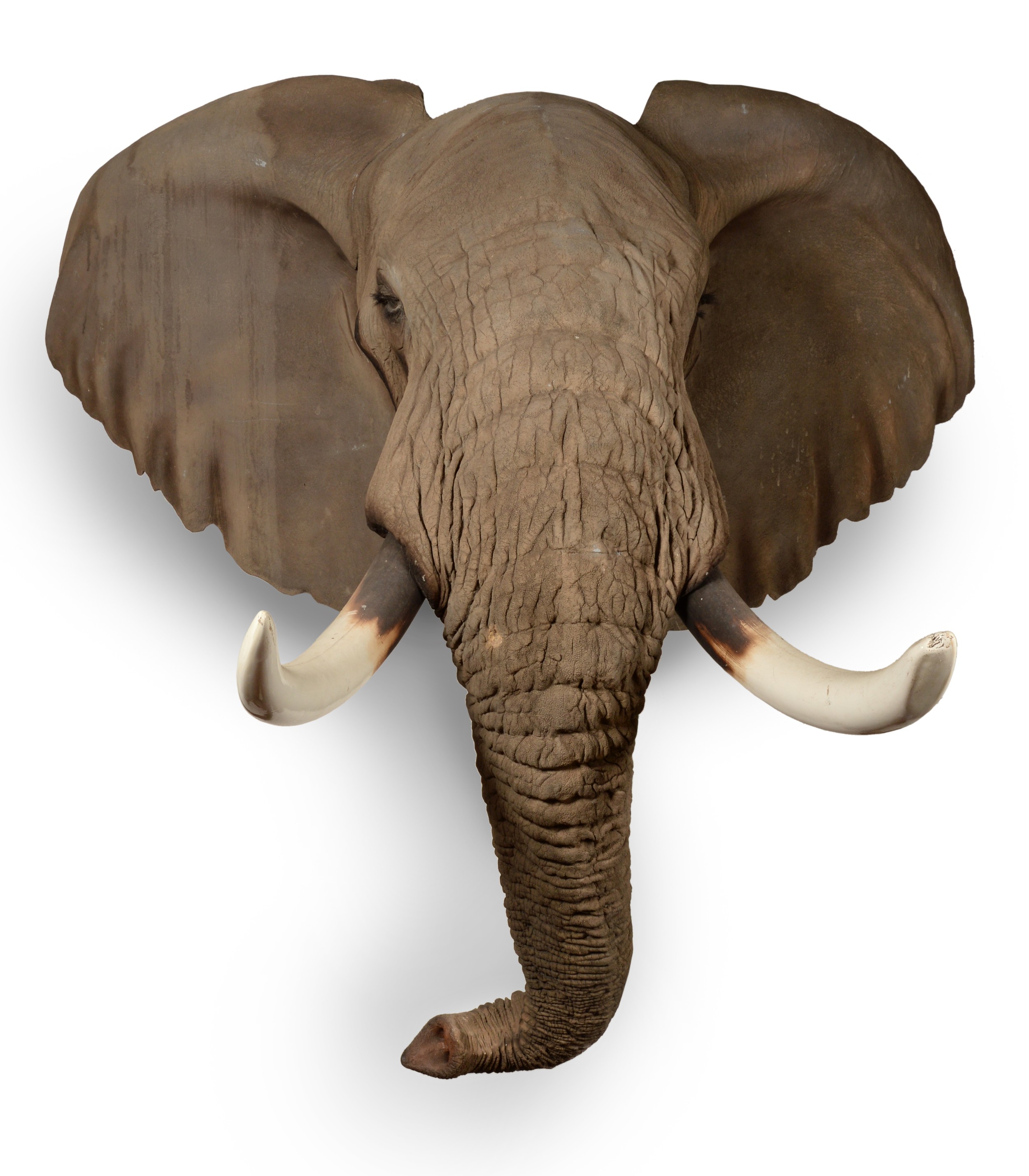A FINE AND MAGNIFICENT MODEL OF AN AFRICAN BULL ELEPHANT HEAD, by Nico Van Rooyen, South Africa.