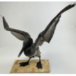 A TAXIDERMY JUVENILE BLACK GANNET (MORUS BASSANUS) 90cm wingspan, 40cm in height