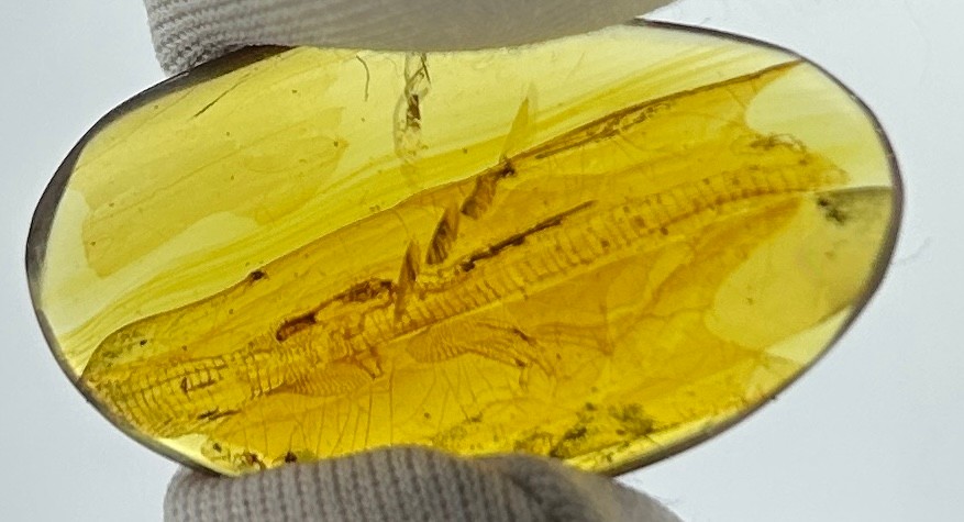 AN EXCEPTIONALLY RARE AMBER SPECIMEN INCLUDING A PARTIAL FOSSILISED LIZARD, with vivid details of