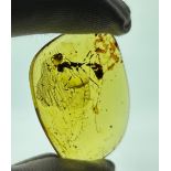 AN EXCEPTIONALLY RARE AMBER SPECIMEN INCLUDING A 'HELL ANT', with a very large tick also. From the