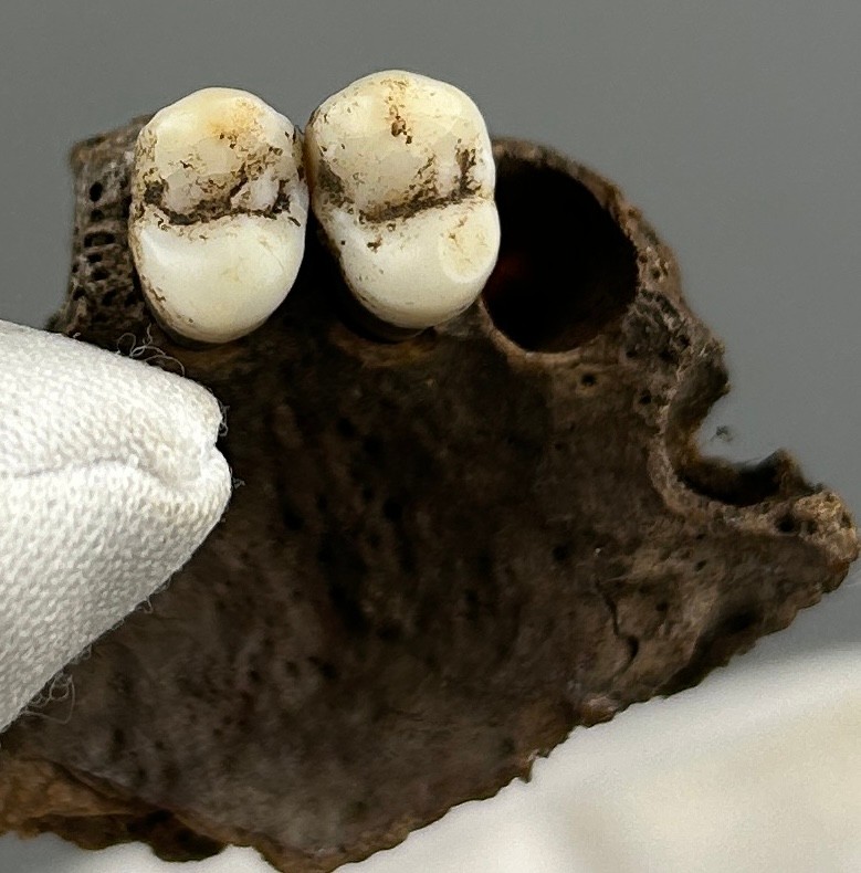 A COLLECTION OF PROBABLY BRONZE AGE PARTIALLY FOSSILISED HORSE TEETH ALONG WITH TWO HUMAN TEETH IN A - Image 3 of 5