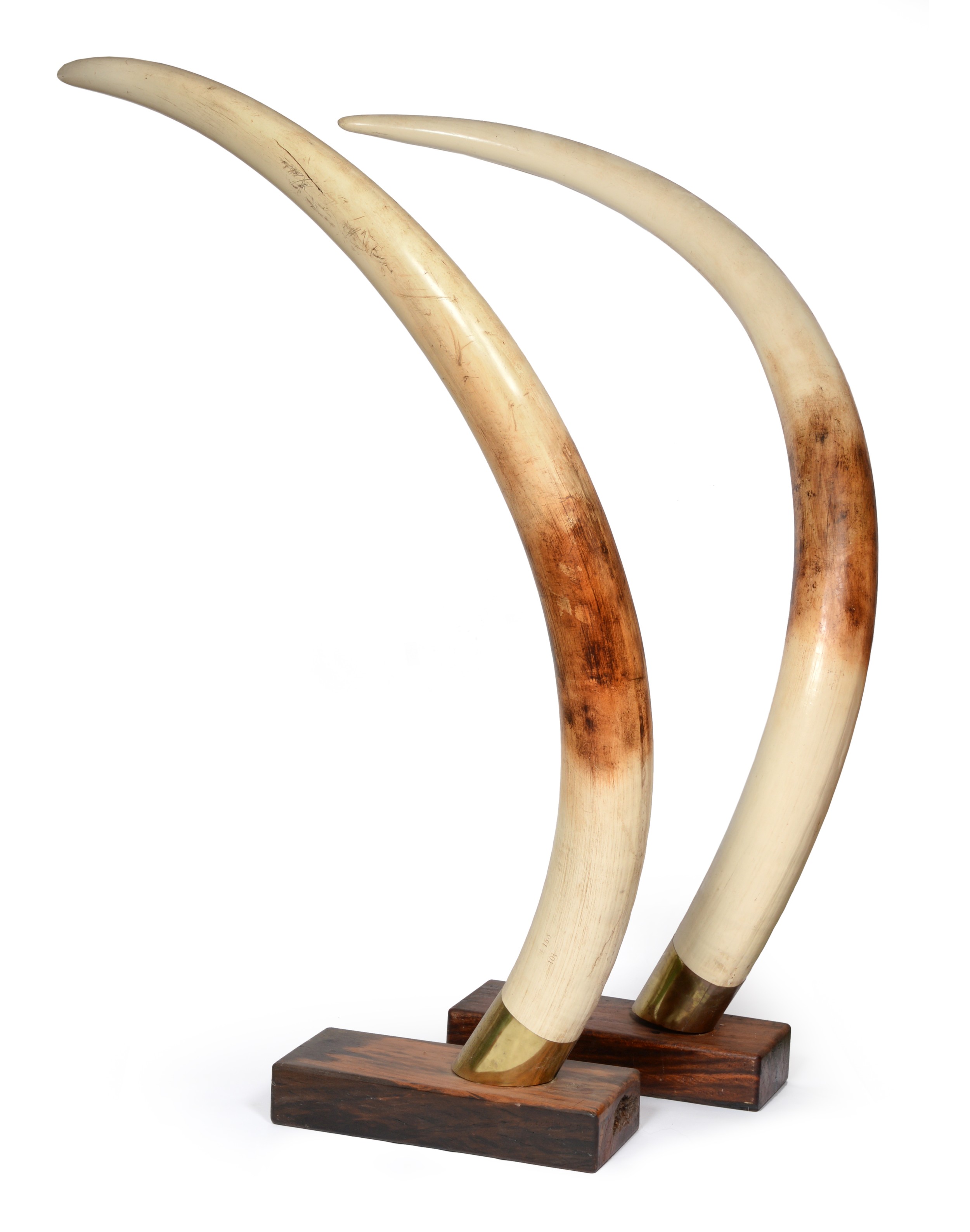 FAUX ELEPHANT TUSKS, a pair, modelled by Nico Van Rooyen, South Africa in brass collars and wooden