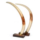 FAUX ELEPHANT TUSKS, a pair, modelled by Nico Van Rooyen, South Africa in brass collars and wooden