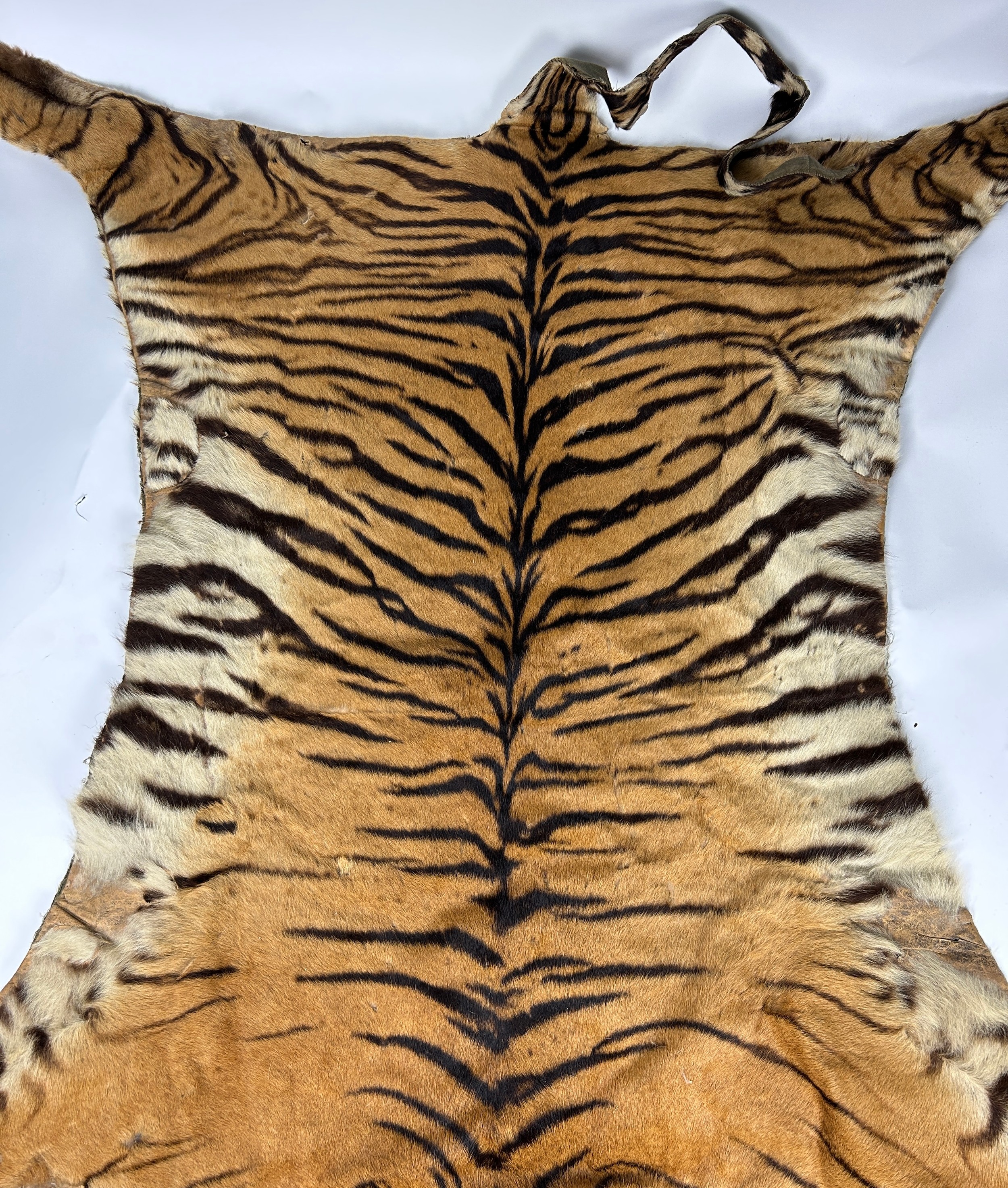 A LARGE TIGER SKIN RUG CIRCA 1930, see photo of rug beneath the family dinner table. 240cm head to - Image 2 of 6