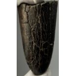THE TIP OF AN EXTINCT STEGADON ELEPHANT TUSK, from the Solo River in Java, Indonesia. Pliocene age