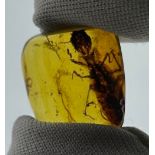 AN AMBER SPECIMEN INCLUDING A BUG, From Chiapas, Mexico, circa 23-28 million years old. Weight: 1.