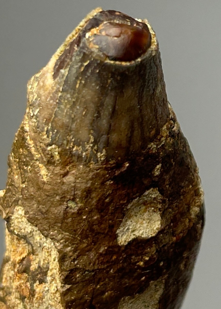 A GIGANTIC FOSSILISED PREHISTORIC CAVE BEAR TOOTH, from West Java, Indonesia. Very scarce from these - Image 5 of 5