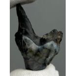 A TOOTH FROM THE EXTINCT TRINIL TIGER, very scarce from the Solo River, Java, Indonesia. Early to